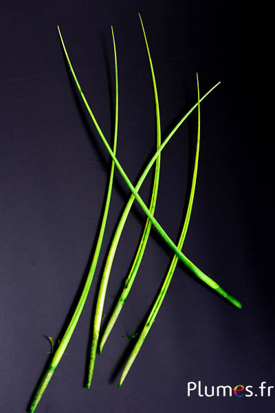 Oie rachis - 25-30 cm - lime